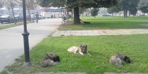 Tmerr: Qent endacak sulmojnë qytetarët në mes të ditës (VIDEO)