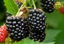 Për zemrën e mëlçinë, sekreti i ilaçit të natyrës që shëron çdo sëmundje