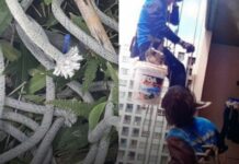 Gruaja pren litarin që po mbante punëtorët në katin e 26 të ndërtesës (video)