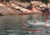 Pamje të rralla: Foka Mesdhetare viziton bregdetin e Shqipërisë (VIDEO)