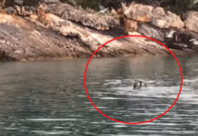 Pamje të rralla: Foka Mesdhetare viziton bregdetin e Shqipërisë (VIDEO)