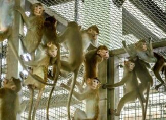 Policia në SHBA në kërkim të majmunëve që ikën pas aksidentit me kamion