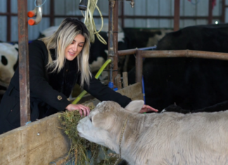 Mjekja shqiptare që u bë fermere, historia e doktoreshës që sot rrit edhe 30 lopë