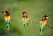 10-11 Maj Dita Botërore e Shpendëve shtegëtar