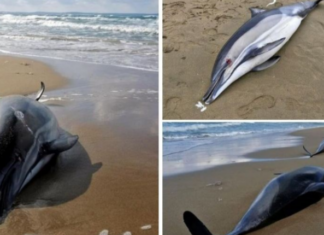 Shpërthimet e luftës, mbi 3,000 delfinë kanë ngordhur në Detin e Zi